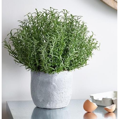 

Terlaris Paket 2 Bibit Pohon Rosemary