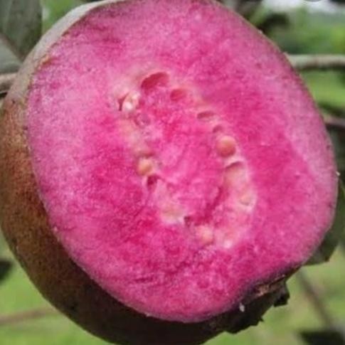 

Terlaris Bibit Jambu Biji (Australia Mini) Wrn Ungu Bagus Buat Bahan Bonsai'