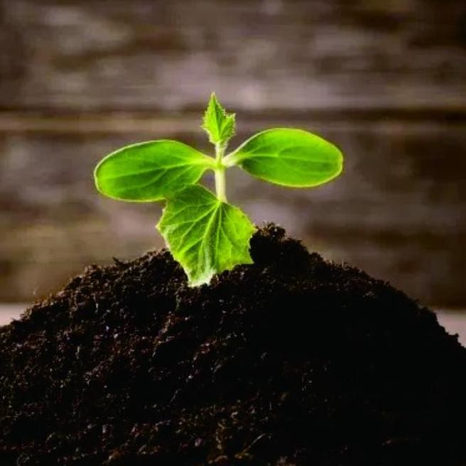 

Terlaris Kompos 1Kg Pupuk Kandang Serat Aren Sekam Bakar Em4