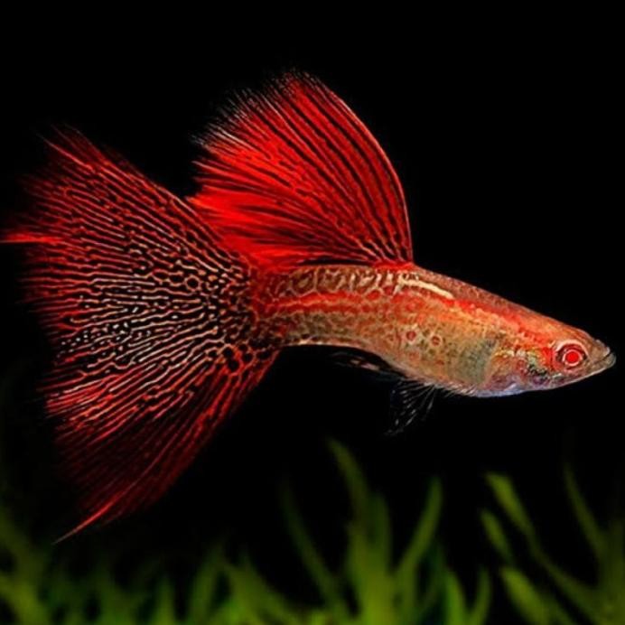 Terlaris Hiasan Aquarium Vvip Guppy Albino Red Lace Gen Swallow Ribbon Line Vietnam
