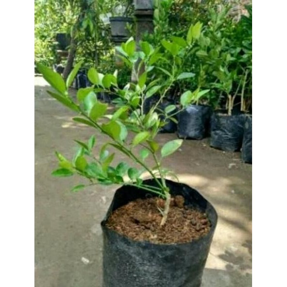 

Terlaris Bibit Pohon Jeruk Nipis-Tanaman Buah Jeruk Nipis Bb90