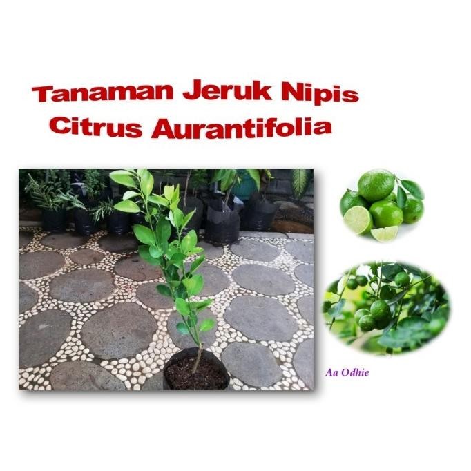 

Terlaris Bibit Pohon Jeruk Nipis Citrus Aurantifolia Tanaman Rempah & Herbal