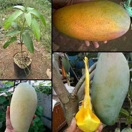 bibit buah mangga kiojay pohon mangga kiojay hasil okulasi