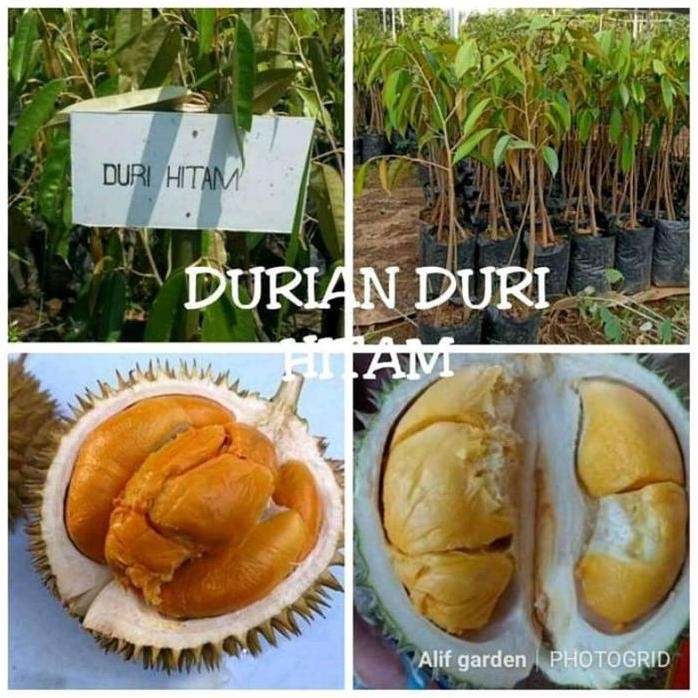 

Terlaris Bibit Tanaman Buah Durian Hitam Benih Pohon Di Dalam Pot Tabulampot