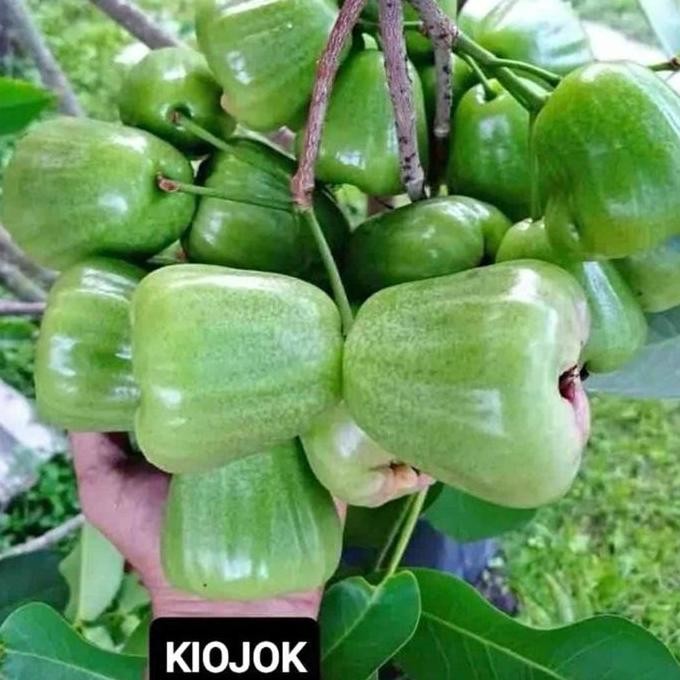 

Terlaris Bibit Jambu Kio Jok Cepat Berbuah