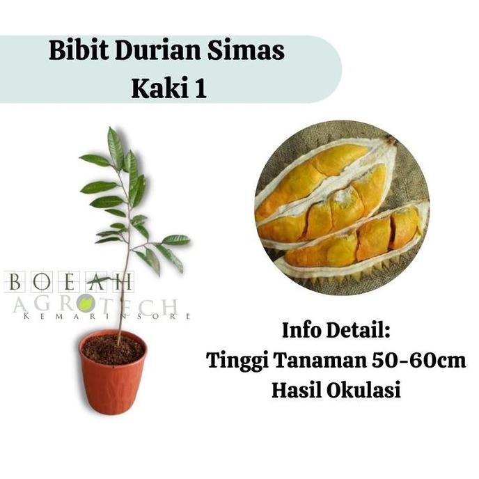 

Terlaris Bibit Durian Simas