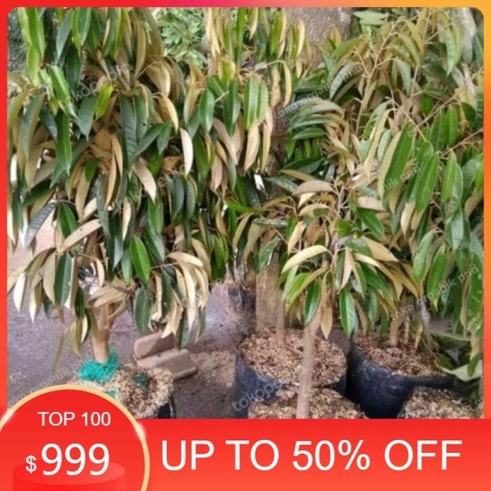 

Terlaris Bibit Durian Musangking Unggul Tinggi 1,5 Meter Bibit Durian Unggul