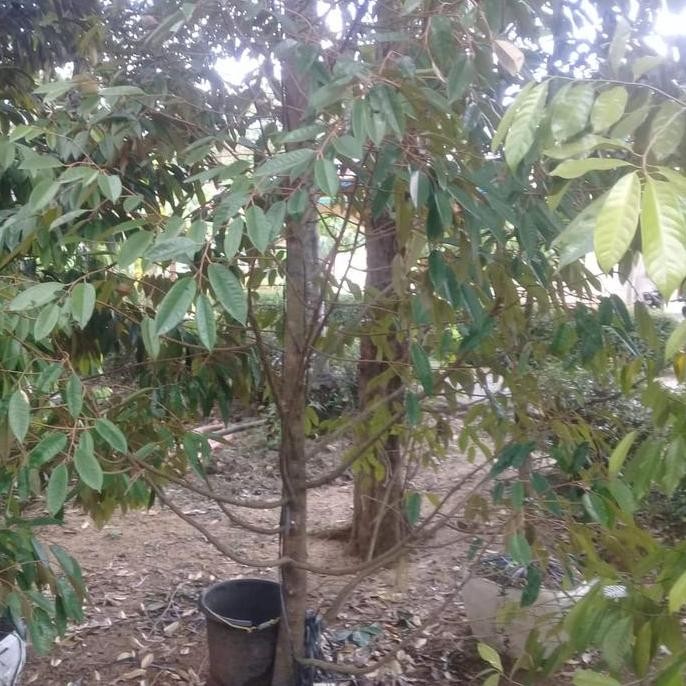 

Terlaris Bibit Durian Musangking Siap Buah