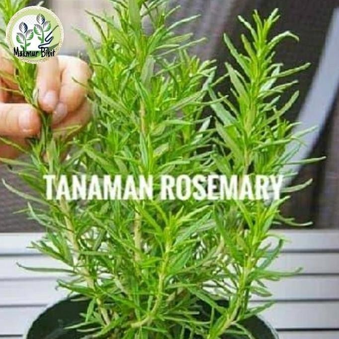 

Terlaris Bibit Tanaman Rosemary/Tanaman Bumbu Masak