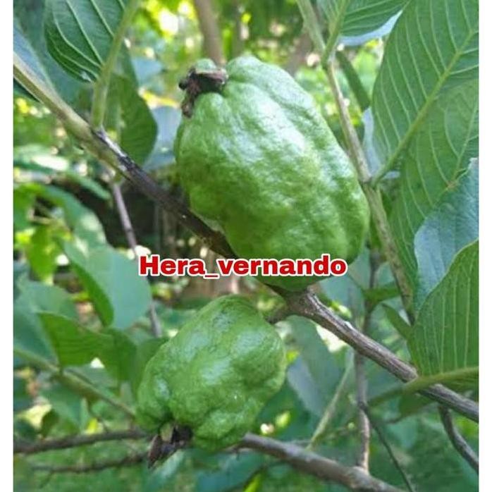 

Terlaris Bibit Jambu Biji Farang Super Cangkok