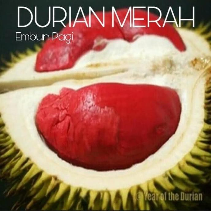 

Terlaris Bibit Buah Durian Merah Banyuwangi Unggul
