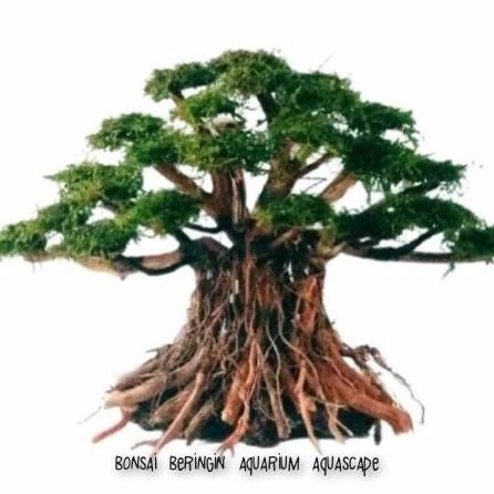 

Terlaris Free Ongkir Hiasan Aquarium Pohon Bonsai Aquascape Siap Pakai