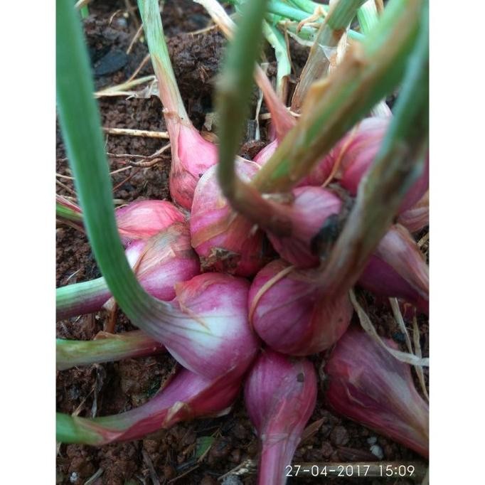 

Terlaris Biji Sayur Bawang Merah - Bibit Tanaman Pohon Bawang Merah - Bawang