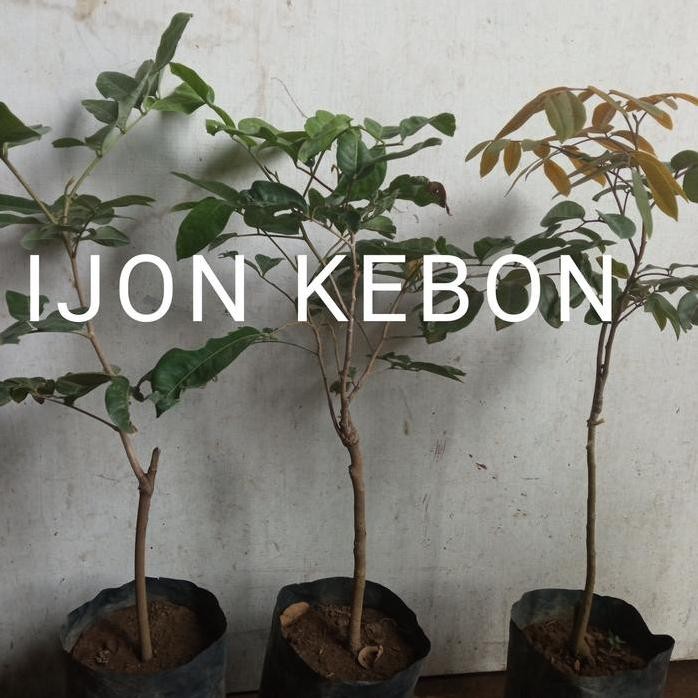 

Terlaris Paket Tiga Bibit Pohon Kelengkeng Jenis Merah, Matalada, Aroma Durian