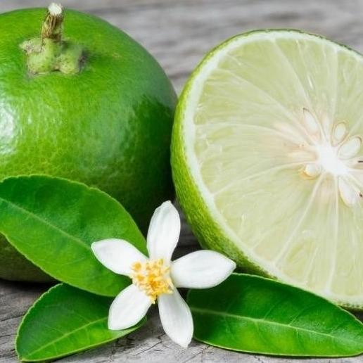 

Terlaris Pohon Bibit Pohon Jeruk Nipis Tanaman Buah Herbal Atz