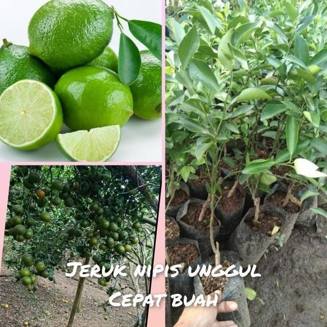 

Terlaris Bibit Jeruk Nipis Unggul Super Pohon Buah Jeruk Nipis Hokyy Atz