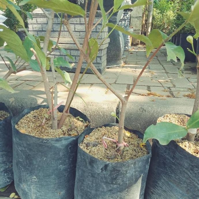 

Terlaris Bibit Asal Cangkok Batang Besar Jambu Air Tongsamsi