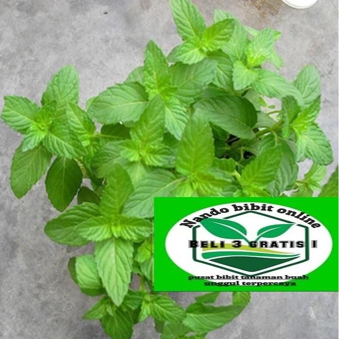 

Terlaris Bibit Tanaman Peppermint - Daun Mint Herbal