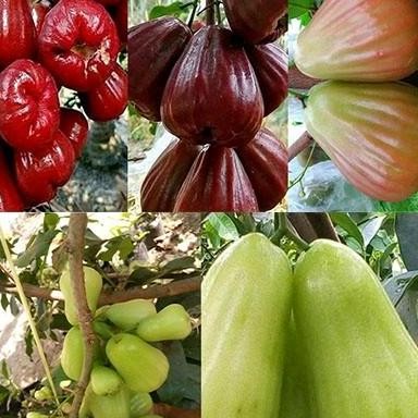 

Terlaris Benih Untuk Semua Jenis Bibit Jambu Air