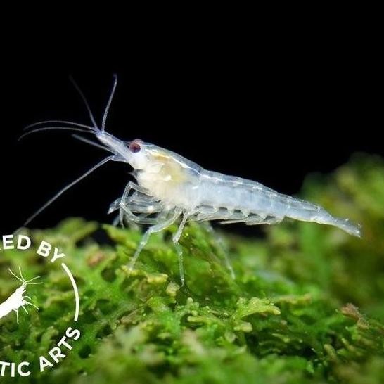 Terlaris Paket Udang Hias Aquarium Aquascape Snow Ball Shrimp - Udang Hias Aquarium Aquascape Berkua