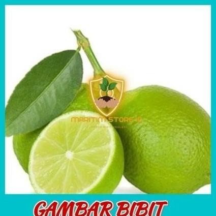 

Terlaris Bibit Tanaman Buah Jeruk Nipis Jaminan Okulasi Cepat Berbuah Aa55 Dd80