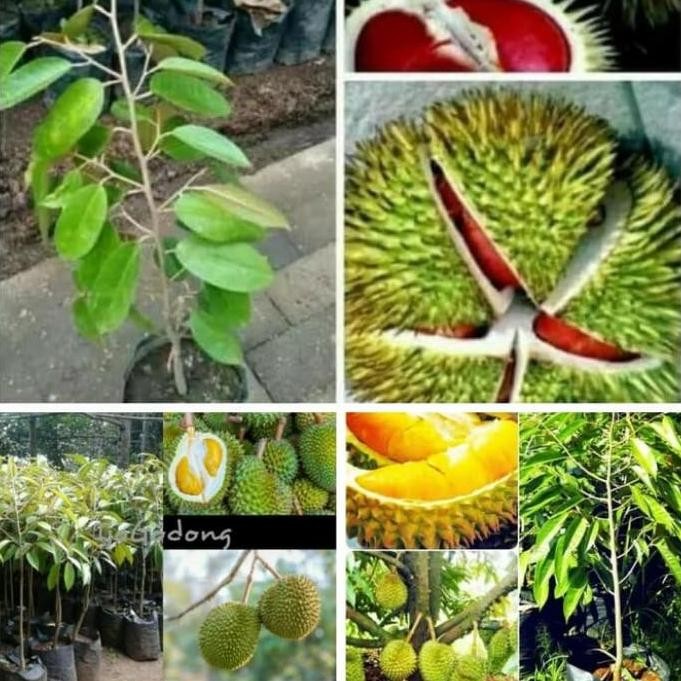

Terlaris Promo!! Paket Murah!! Bibit Pohon Durian 3Pohon