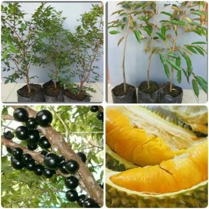 

Terlaris Bibit Anggur Pohon Dan Durian Montong