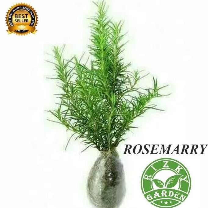 

Terlaris Bibit Pohon Tanaman Bunga Rosemary