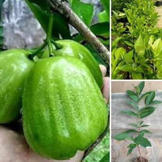 

Terlaris Bibit Jambu Air Kiojok Super Manis