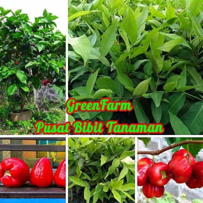 

Terlaris Bibit Jambu Air Singapore Merah Okulasi Unggul Cepat Berbuah Terlaris