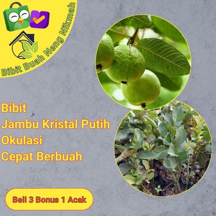 

Terlaris Bibit Tanaman Buah Jambu Kristal Putih Okulasi & Cangkok