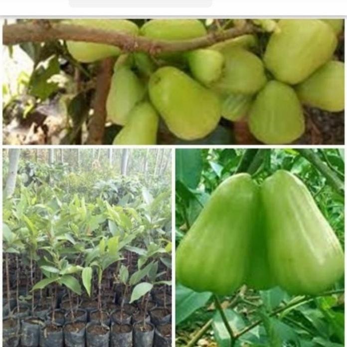 

Terlaris Bibit Tanaman Jambu Air Mdh / Madu Delhi Hijau