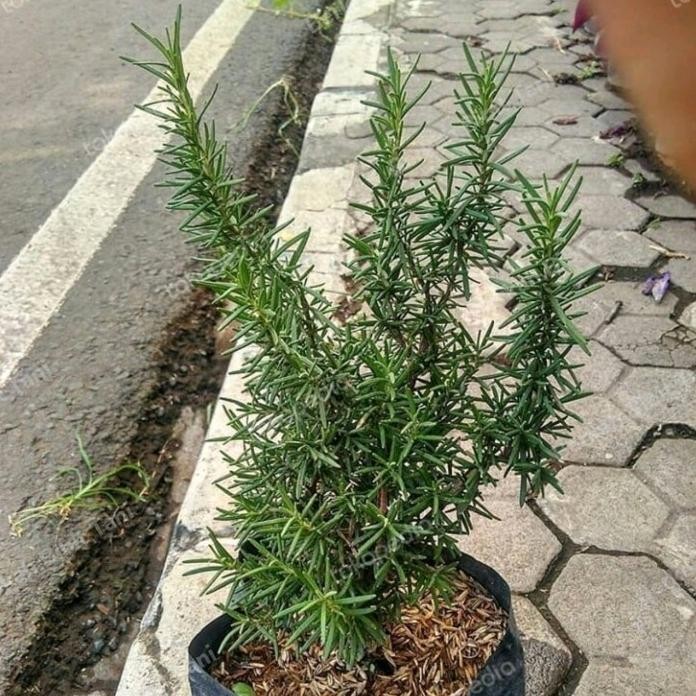 

Terlaris Bibit Tanaman Hias Rosemary