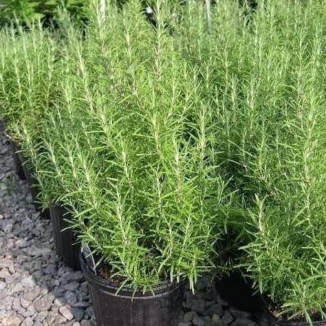 

Terlaris Bibit Tanaman Hias Rosemary