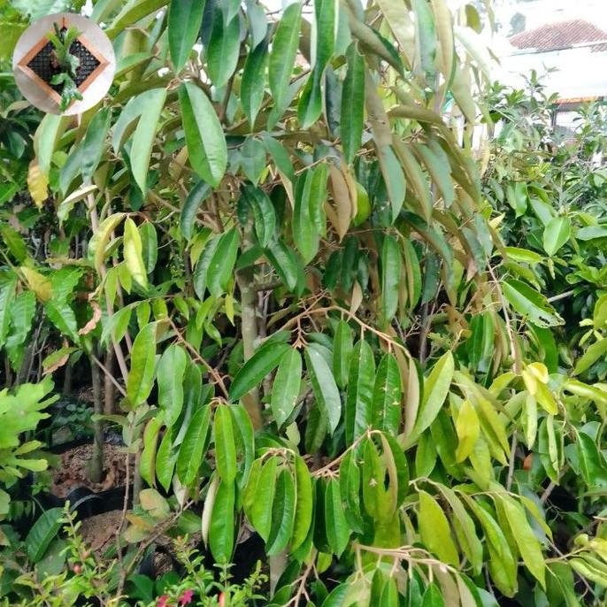 

Terlaris Bibit Durian Durihitam/Oche Tinggi 2Meter-+