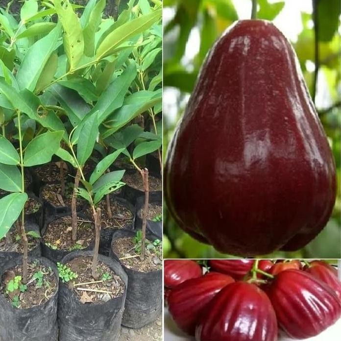 

Terlaris Bibit Tanaman Pohon Jambu King Rose Kingros Hasil Okulasi Jaminan Asli