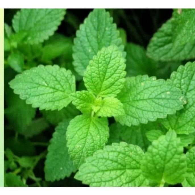 

Terlaris Sale Bibit Daun Mint Siap Tanam (Beli 5 Bonus 1)