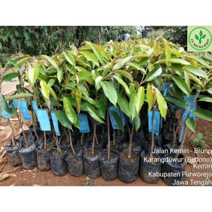 

Terlaris Bibit Durian Mk Hortimart Berlabel Biru Wirkdi 7501Kn Ask17