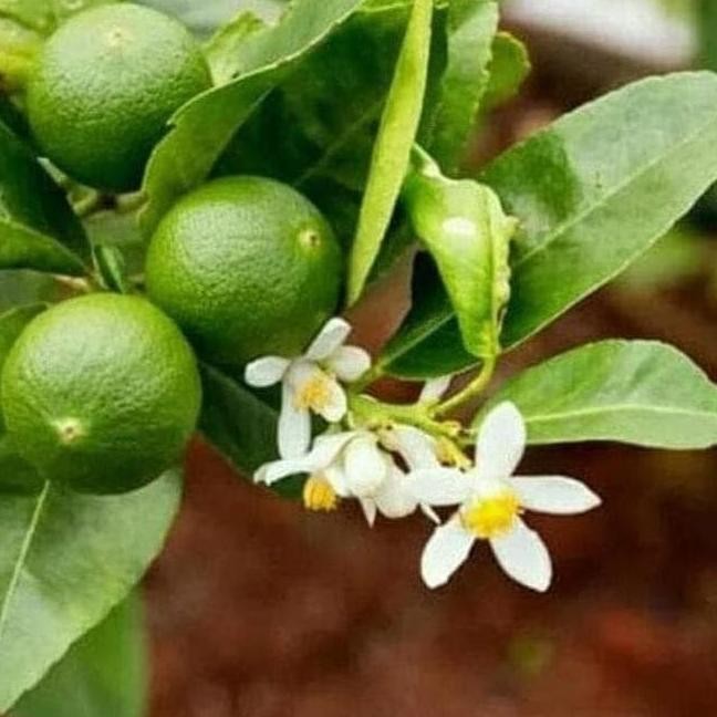 

Terlaris Teercayaa O0 Bibit Pohon Buah Jeruk Nipis - Tanaman Jeruk Nipis Bkk Atz