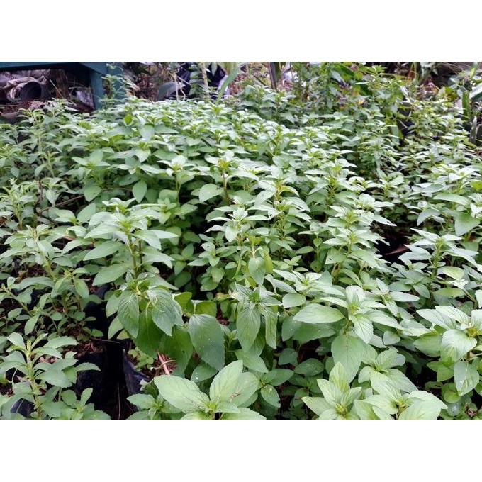

Terlaris Promo Bibit Tanaman Peppermint/Daun Mint Murah Eeee