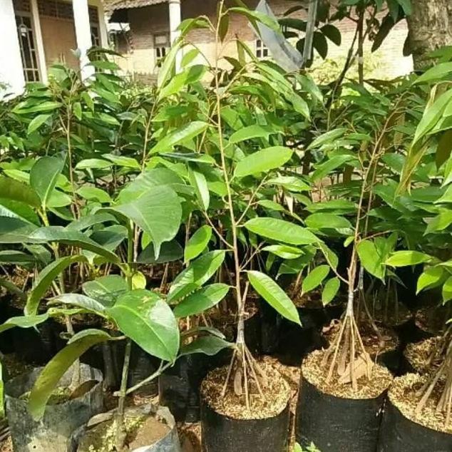 

Terlaris Bibit Durian Musang King Kaki 6