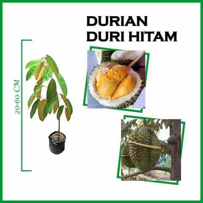

Terlaris Bibit Durian Duri Hitam Super