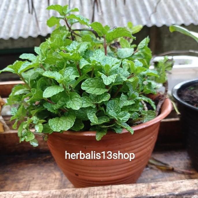 

Terlaris Bibit Tanaman Daun Mint