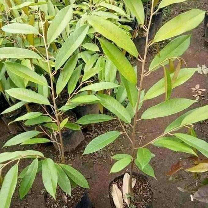 

Terlaris Bibit Durian Unggul