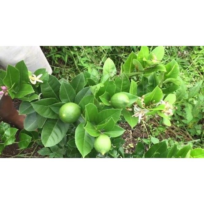 

Terlaris Termurah Bibit Jeruk Nipis Kondisi Sudah Berbuah Siap Panen Berkualitas