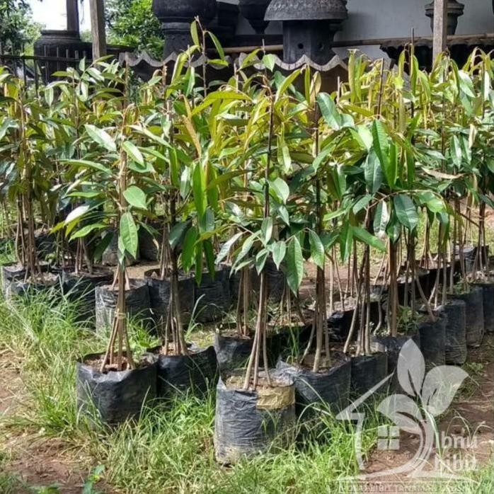 

Terlaris Bibit Buah Durian Musangking Kaki 3 / Musang King Kaki 3 Unggul 50Cm
