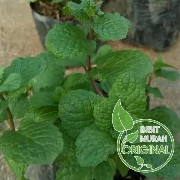 

Terlaris Bibit Daun Mint Banyak Manfaat