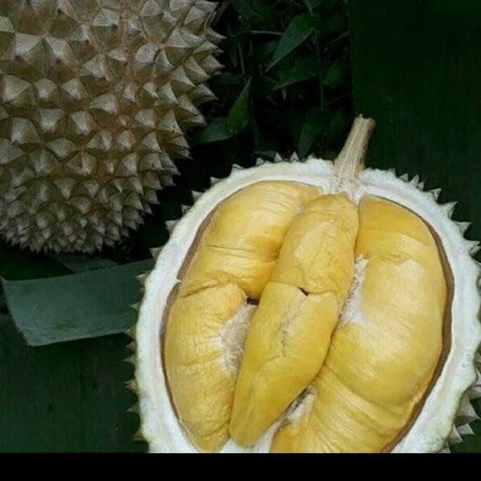 

Terlaris Bibit Durian Kaki 3 Super Unggul (Daging Tebal)