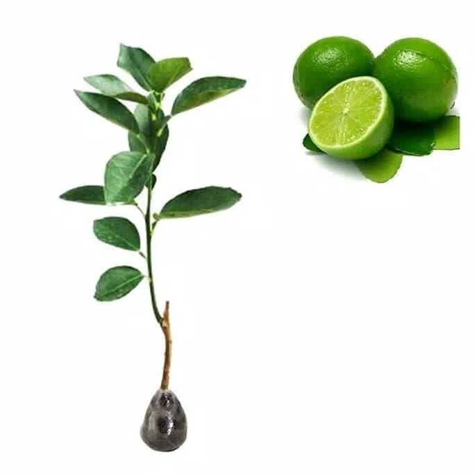 

Terlaris Bibit Jeruk Nipis