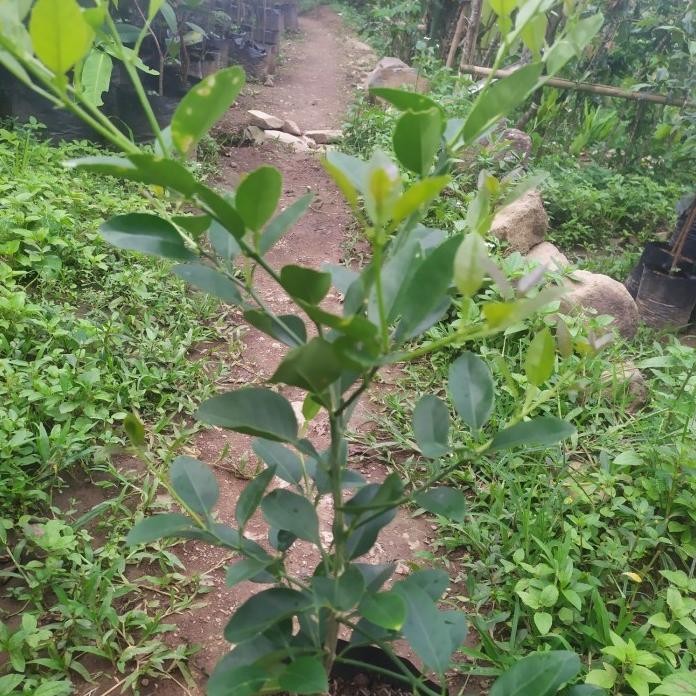 

Terlaris Bibit Jeruk Nipis Pohon Jeruk Nipis Tanaman Buah Herbal Boygle 9261Hz